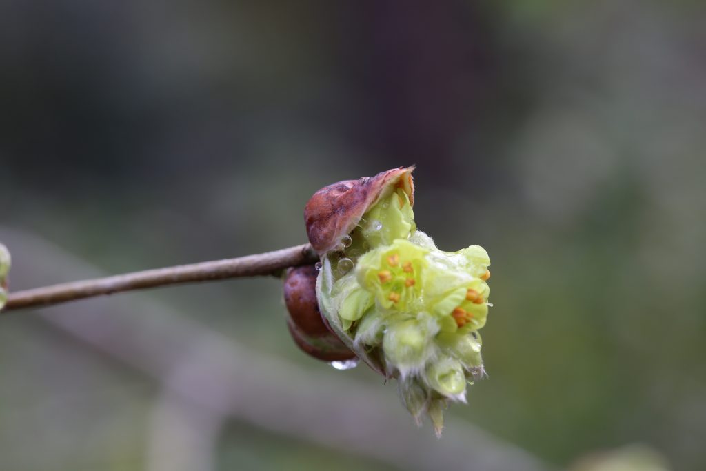 ﻿The bud of a Spring flower bursting forth in new life!